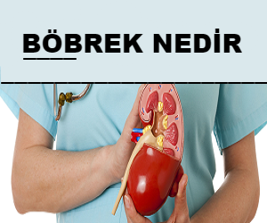 Böbrek Nedir? Özellikleri ve Görevleri Nelerdir?