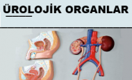Ürolojik Organlar Nelerdir?