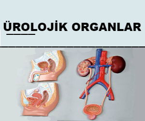 Ürolojik Organlar Nelerdir?
