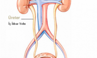 Üroloji Nedir?